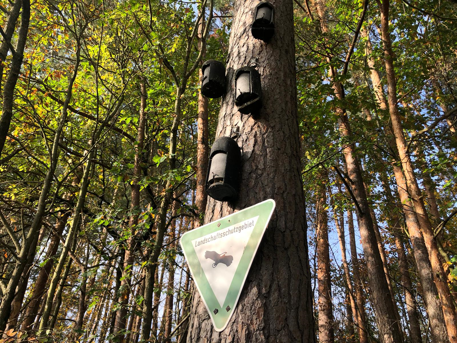 Fledermäuse sind ein wichtiger Bestandteil unseres Ökosystems. Darum setzen wir uns für ihren Schutz ein.
